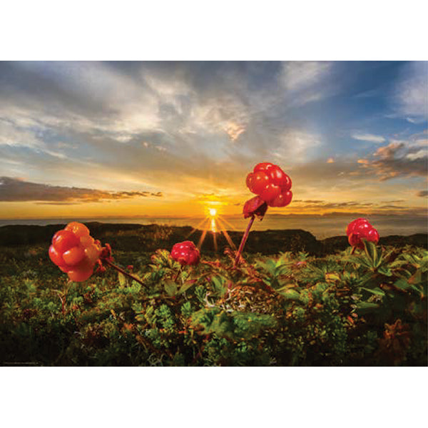 Cloudberries, AVH (1000pcs)