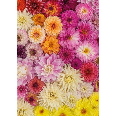 Dahlia