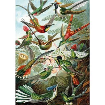 Hummingbirds, Haeckel