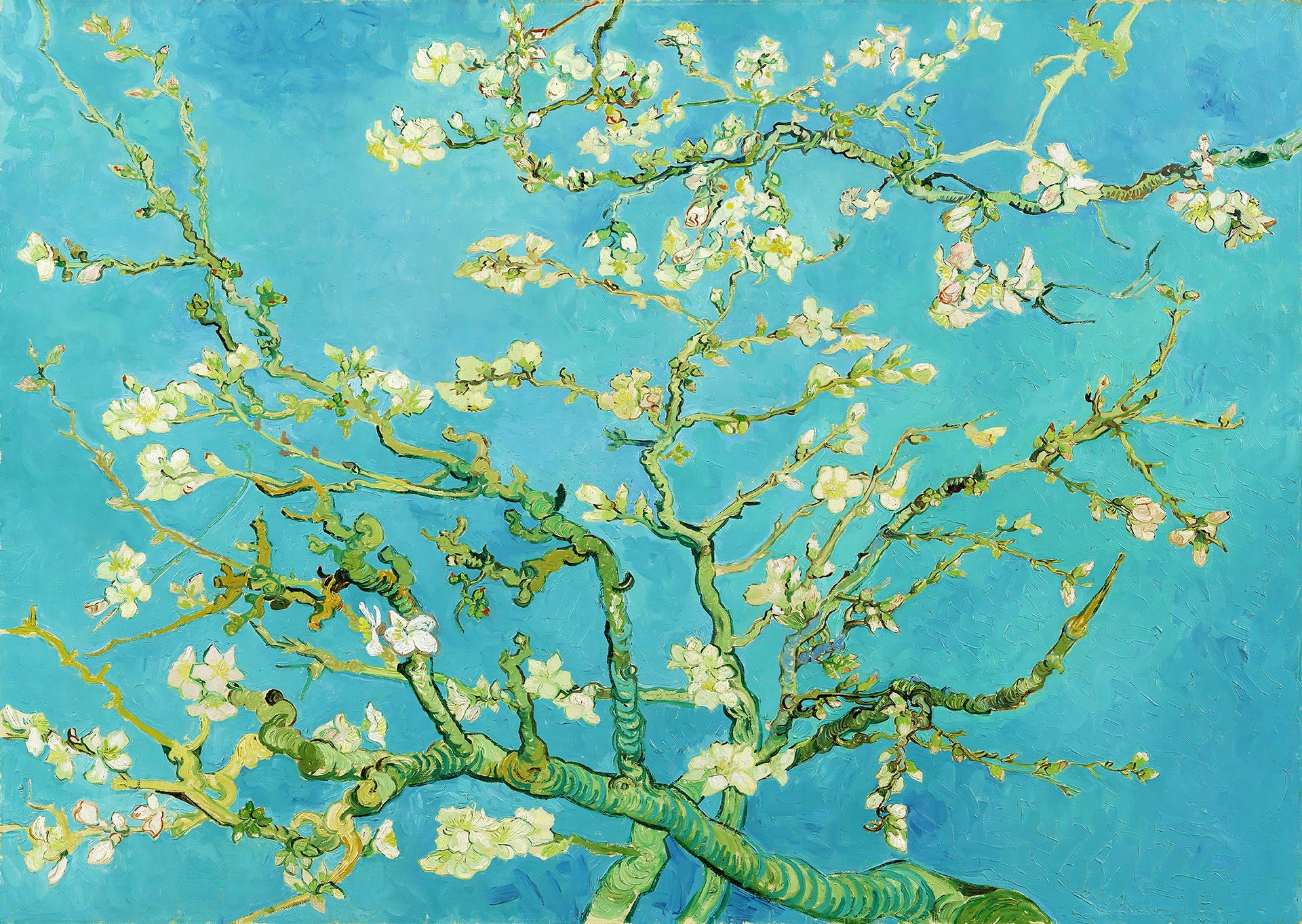 Blossom aux amandes, Van Gogh (1000pcs)