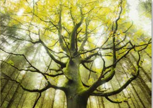 Dream Tree, Stefan Hefele