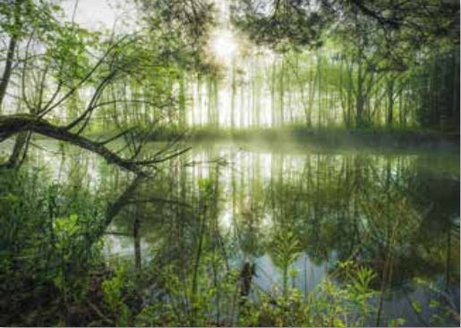 Homeland Jungle, Stefan Hefele