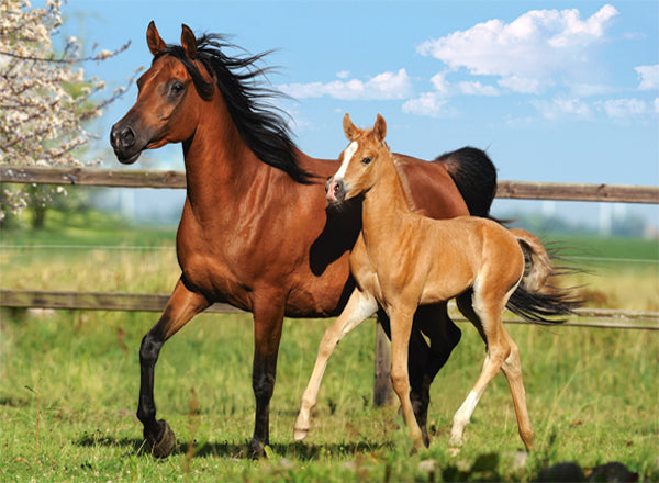 Mare and Foal