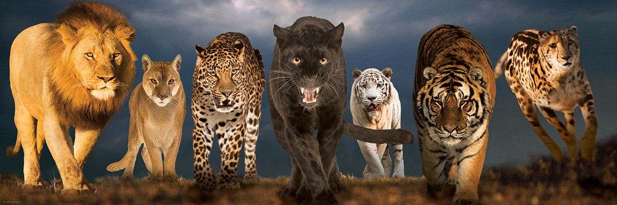 Big Cats, Grands Félins (Panoramic Puzzle)