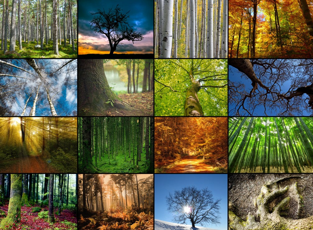 Collage - arbres (2000pcs)