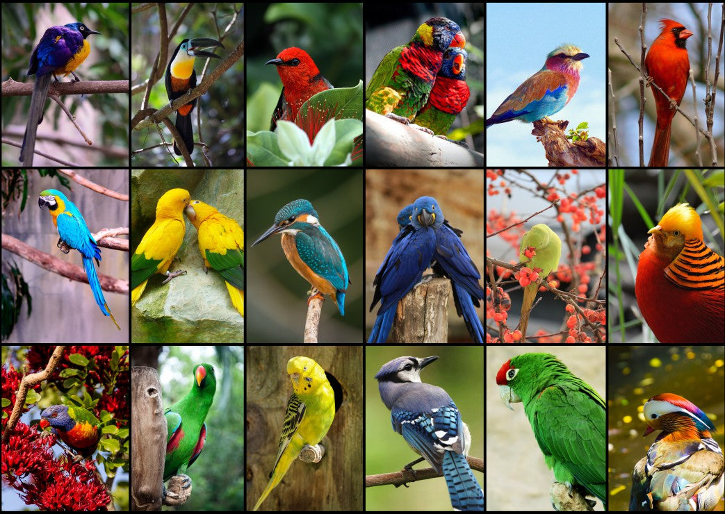 Collage - World's Most Beautiful Birds (1500pcs)