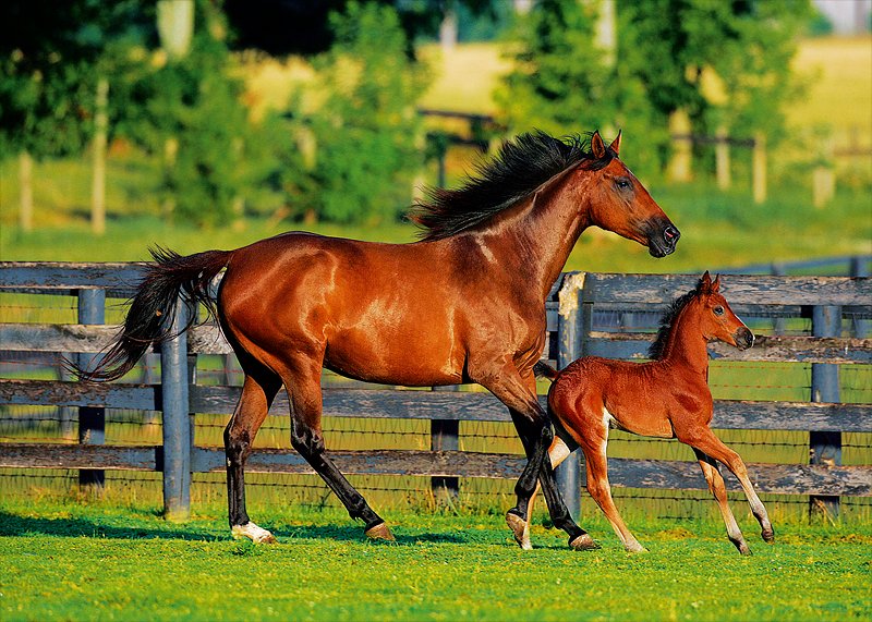 Foal's First Steps