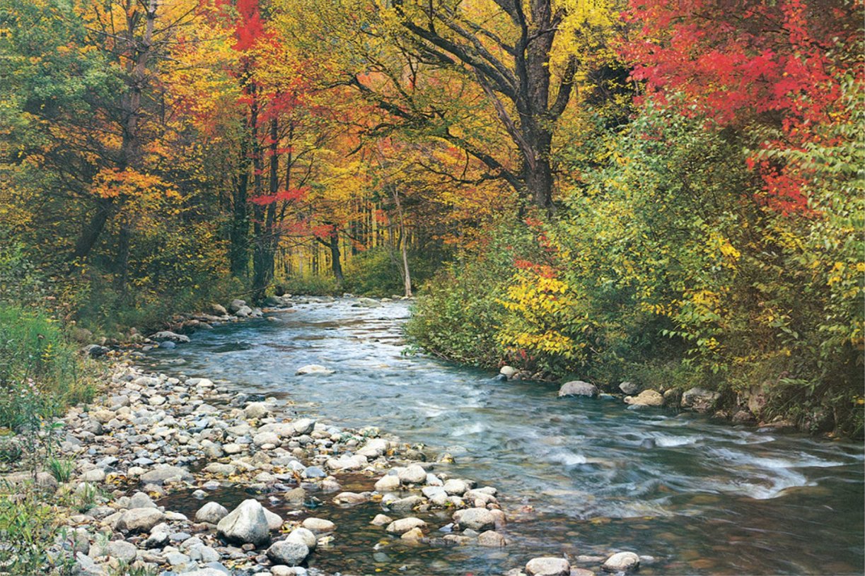 Courant de forêt