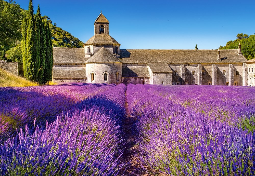 Lavender Field in Provence, France (1000pcs)