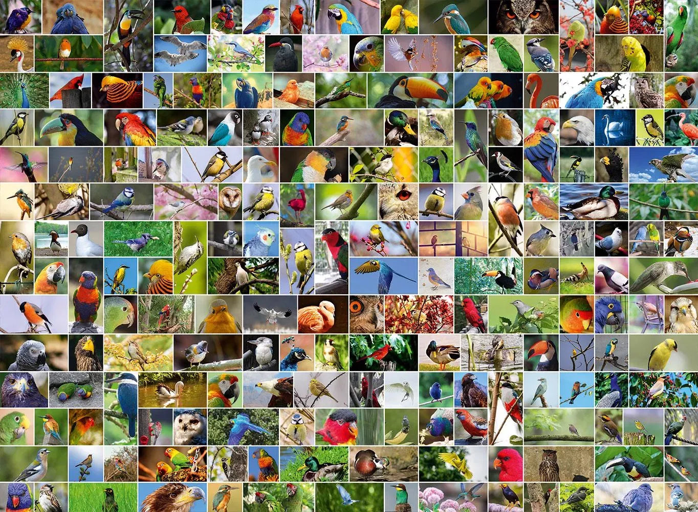 World's Most Beautiful Birds - Collage (4000pcs)