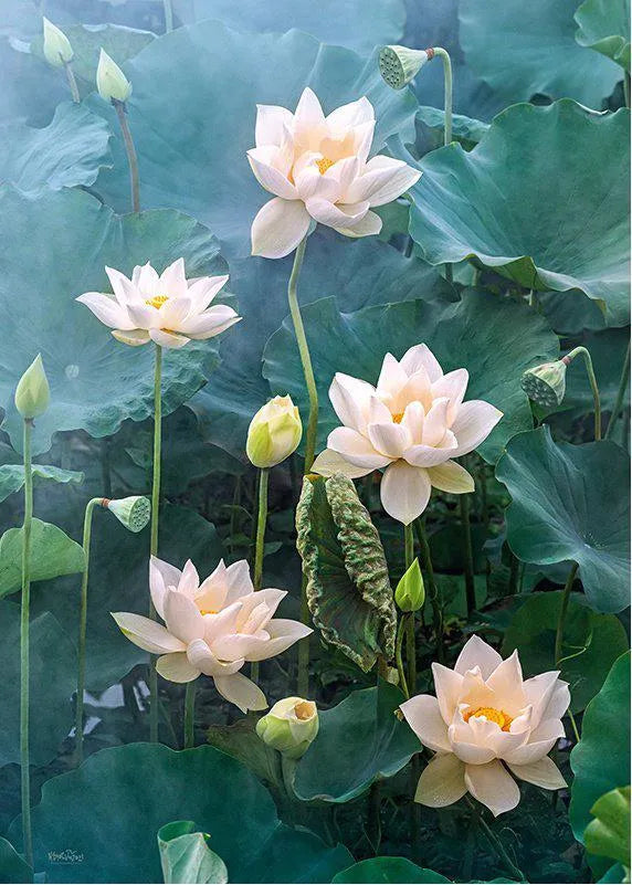DMG White Lotus (1000pcs) (boîte endommagée)