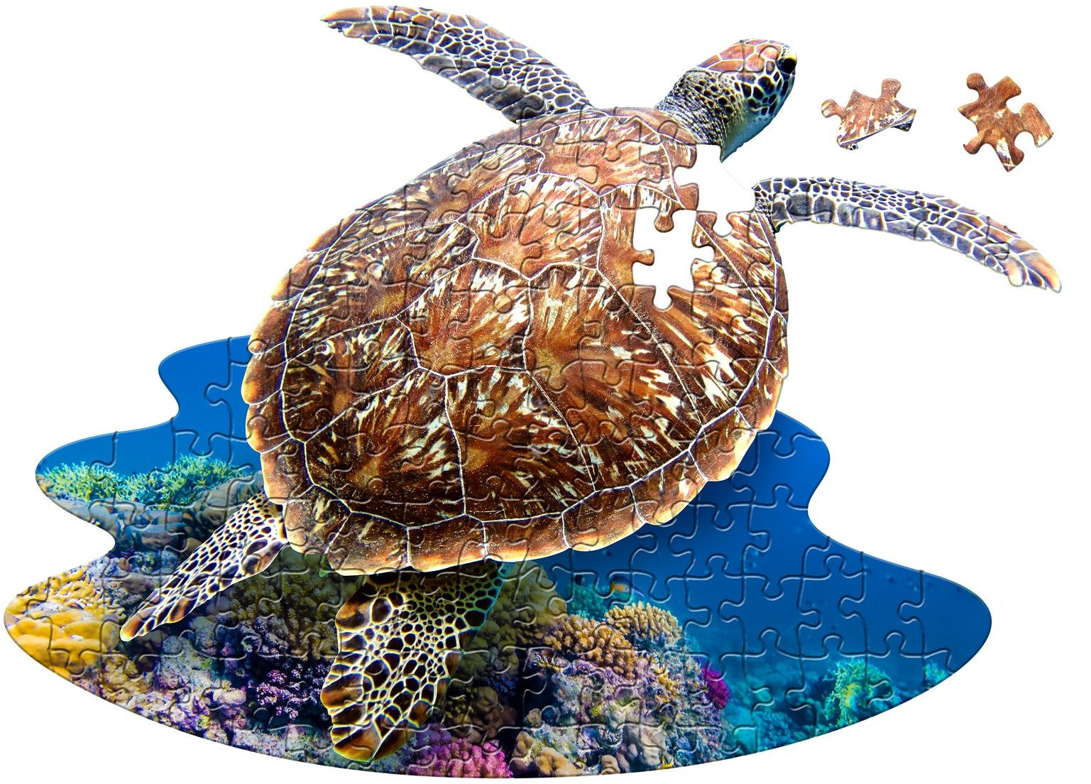 I Am Lil' Sea Turtle (100pcs)