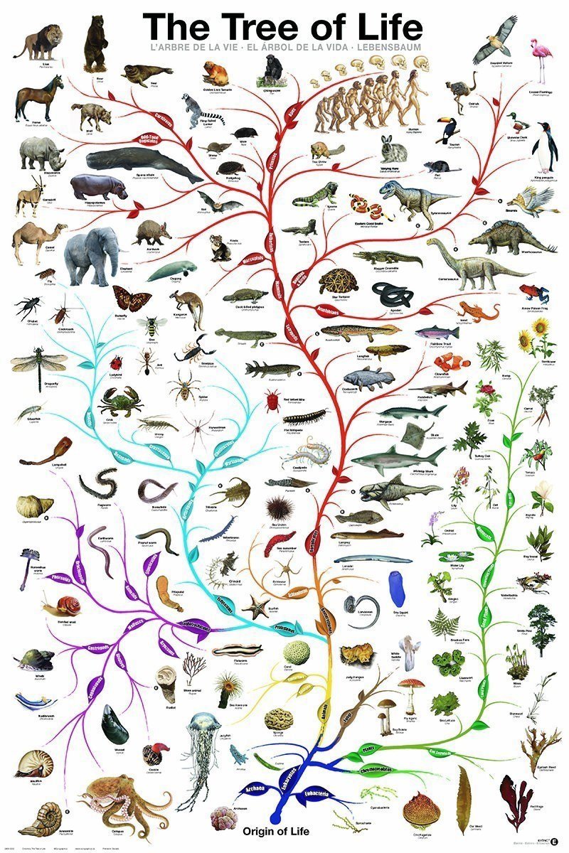 PFG Evolution - The Tree of Life (Usage/Used - PUZZLES FOR GOOD)