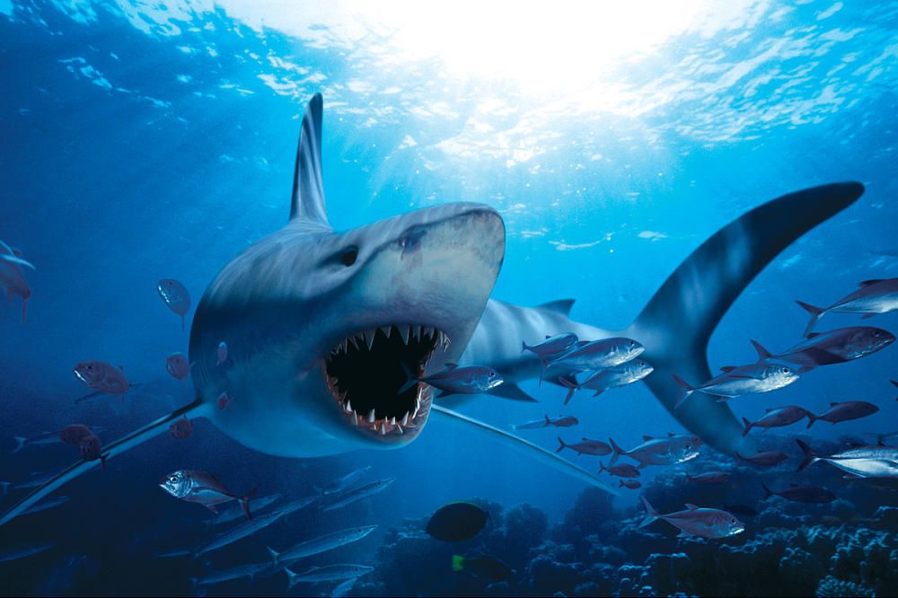PFG Hungry Shark (1000pcs) (Usage/Used - PUZZLES FOR GOOD)