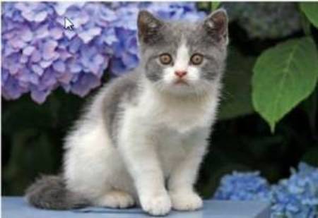 Garden Kitty