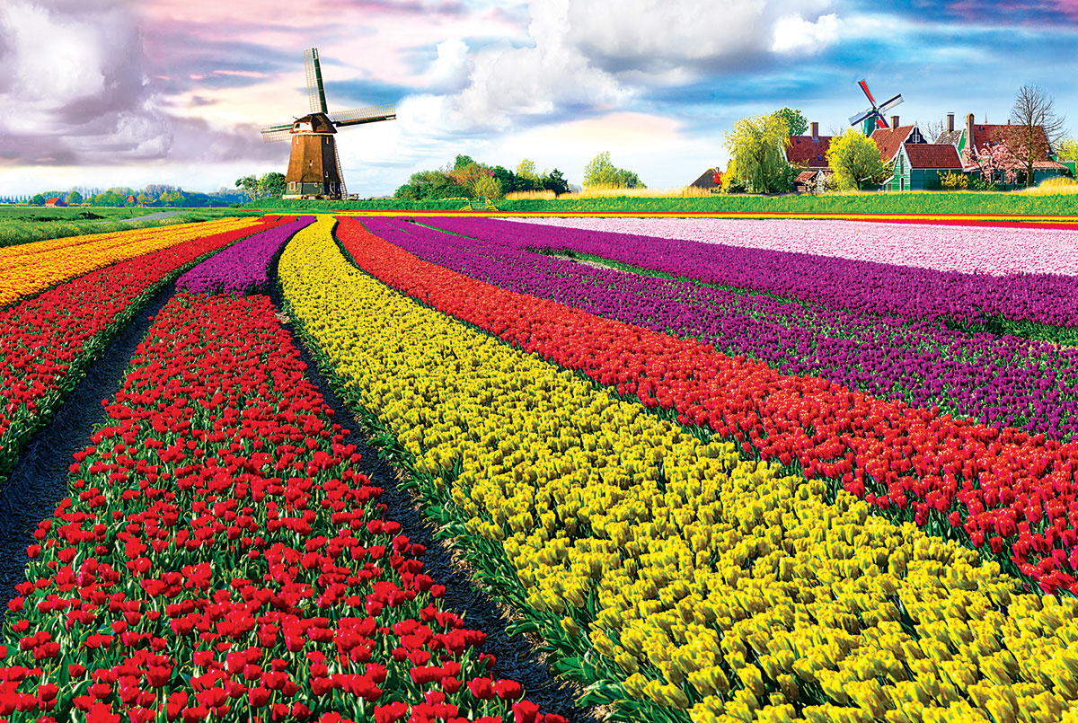 Tulip Fields, Pays-Bas