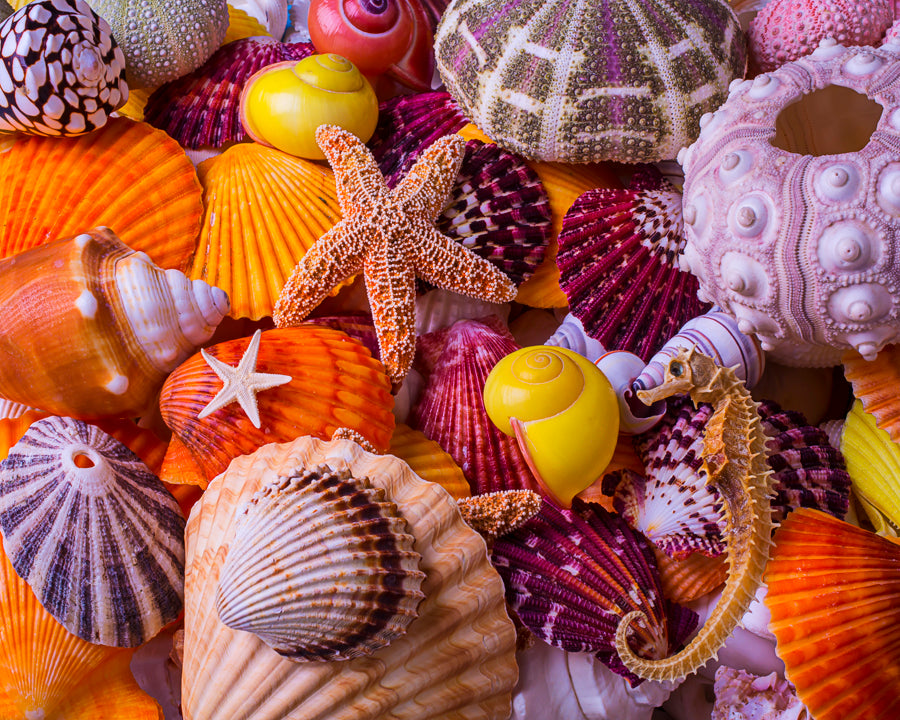 Trésors des coquilles de mer